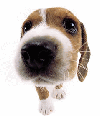 頭像(photo371.gif)