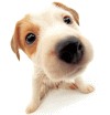 頭像(photo382.gif)