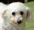 頭像(photo402.gif)